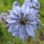 Chorus Seeks New Website